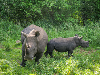 Naklejka premium Rhinocéros en liberté dans la réserve naturelle d'Addo. en Afrique du Sud