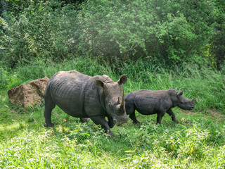 Rhinocéros en liberté dans la réserve naturelle d'Addo. en Afrique du Sud