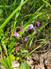 Céphalanthère rouge