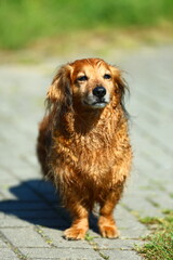 Fototapeta premium a cute brown dog is posing for a photo on a path