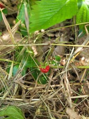 Fraise des bois