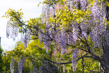 Selective focus of purple flowers Wisteria sinensis or Blue rain. Flowering Japanese Wisteria tree in garden. Beautiful outdoor floral background