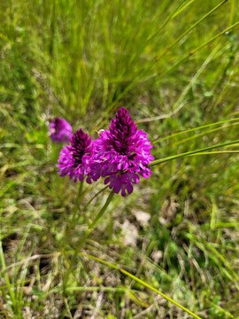 Orchis pyramidale 