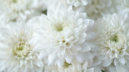 Fototapeta premium Close-up of white flowers, showcasing their natural elegance and timeless allure