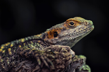 Close-up of an agamid lizard Laudakia stellio or Stellagama stellio, also named stellion, painted dragon or star lizard.