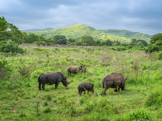 Naklejka premium Rhinocéros en liberté dans la réserve naturelle d'Addo. en Afrique du Sud
