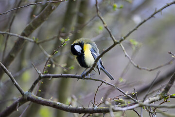 Great Tit perched on a twig, County Durham, England, UK.