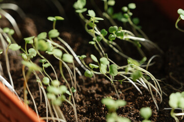 Closeup shot of micro green arugula sprouts leaves. Plant based at home-grown produce, superfood eco friendly. 
