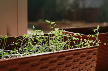 Micro green spinach sprouts leaves on a red tray. Plant based at home-grown produce, nutritious super food eco friendly. Copy space.