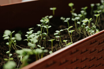 Closeup shot of micro green arugula sprouts leaves. Plant based at home-grown produce, super food eco friendly. 