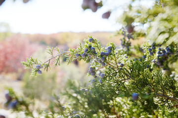 Ashe juniper, Juniperus ashei with berries on green branches of evergreen plant during fall season in Texas landscape.