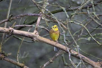 Male Yellowhammer perched in a tree, County Durham, England, UK.