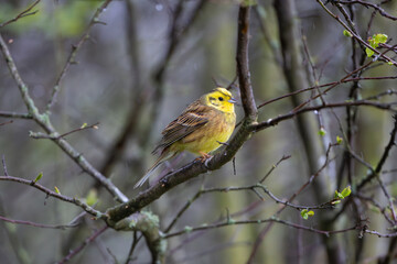 Male Yellowhammer perched in a tree, County Durham, England, UK.