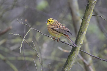 Fototapeta premium Male Yellowhammer perched in a tree, County Durham, England, UK.
