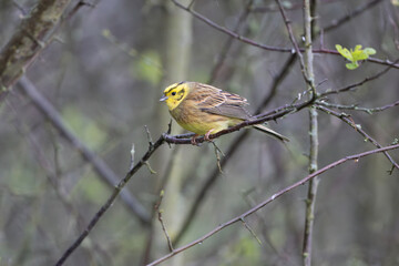 Male Yellowhammer perched in a tree, County Durham, England, UK.