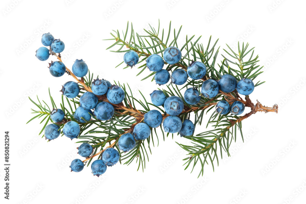 Poster close-up of juniper berries and green foliage isolate on transparent background
