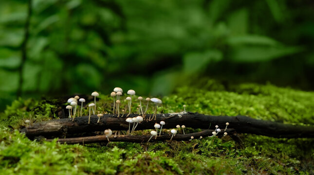 Tiny mushrooms Strobilurus esculentus grow in forest close up, abstract natural background. nature image. ecology, organic, forest day, save earth concept.