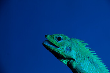 close-up view of exotic chameleon green open mouth isolated on blue, negative space