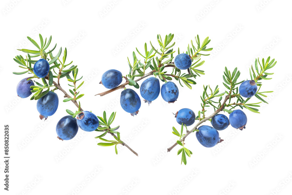 Poster fresh juniper berries on branches isolate on transparent background - high-quality botanical stock p