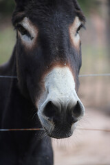 Naklejka premium Vertical portrait of brown and white donkey. Farm animal. Closeup of donkey in corral. Draft animal. 