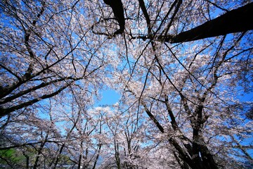 桜並木