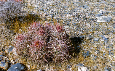 Echinocactus polycephalus, Desert landscape with cacti in the California