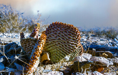 Opuntia engelmannii - Chenille Prickly Pear Cactus, Opuntia aciculata, Mojave Desert
