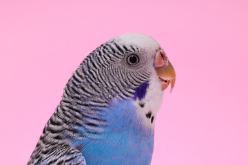 Beautiful bright parrot on pink background, closeup. Exotic pet