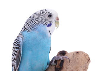 Bright parrot on wooden snag against white background. Exotic pet