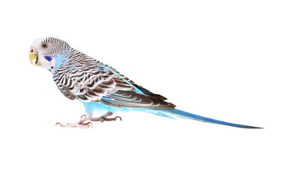 Beautiful bright parrot on white background. Exotic pet