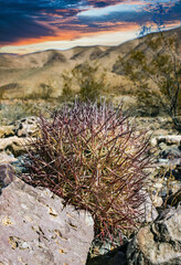 Echinomastus johnsonii (Sclerocactus), rare species of rock desert cactus