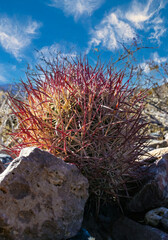 Echinomastus johnsonii (Sclerocactus), rare species of rock desert cactus