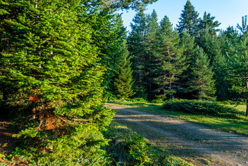 Fototapeta premium Peaceful forest road in morning light, journey into the unknown, exploration, and discovery, beauty of nature’s untamed wilderness