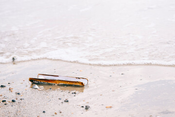 Seashell of razor clams  on the beach © Lucia Tieko