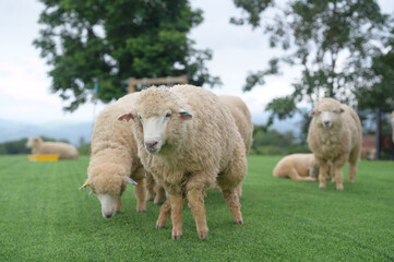 A warm flock of sheep gathered together in the fields with tall mountains as the backdrop.