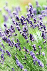 Obraz premium Nature background with spring flowers. Selective and soft focus. Close up.