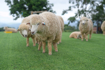 A warm flock of sheep gathered together in the fields with tall mountains as the backdrop.