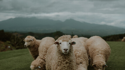 A flock of sheep in the vast meadows with majestic mountains standing tall in the background