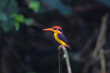  Oriental Dwarf Kingfisher (Black-backed kingfisher,) on the branch near the stream.