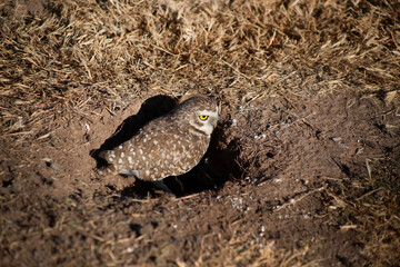Owl in its cave. Viscachero owl. Owl. Pampas owl. Cunicular athena. Small yellow-eyed owl that lives in Latin America. Barn Owl Close-up of barn owl standing at the outside of its cave. 