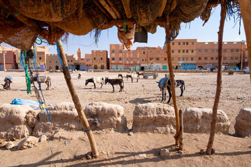 Rissani, Morocco, Sahara Desert. Born from trading post that dates back to the 8th century, Rissani...