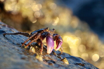 A crab on a rock by the sea with golden afternoon sunlight reflected in the crashing waves