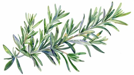 Fototapeta premium botanical illustration of fresh rosemary sprigs isolated on a white background showcasing the delicate leaves and aromatic herb watercolor painting