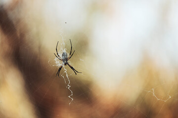 Spider in web with fall color blurred background in Texas nature.