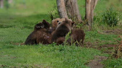 Fototapety na wymiar - Fototapeta24.pl