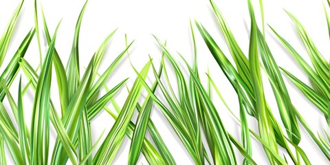 Naklejka premium Lemongrass Herb Illustration with Fresh Citrus Aroma on White Background