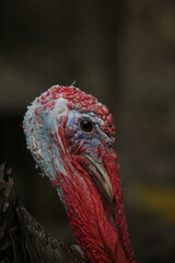 turkey side profile