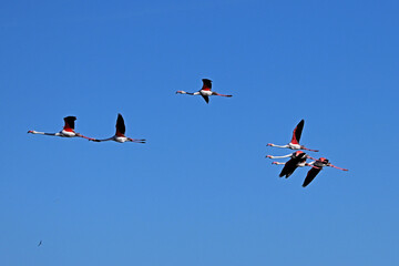 group of pink flamingos flying on blue sky background
