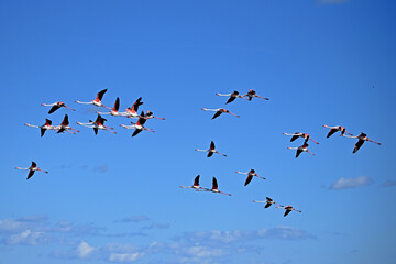 group of pink flamingos flying on blue sky background