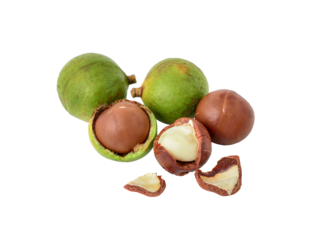 macadamia nuts transparent png